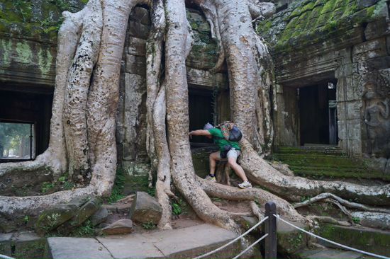 die Baumwurzeln im Wat Ta Phrom .... die Natur holt sich wieder was ihr gehoert