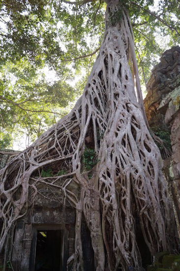 der Beruehmte Baum aus dem Movie "Tomb Raider"
