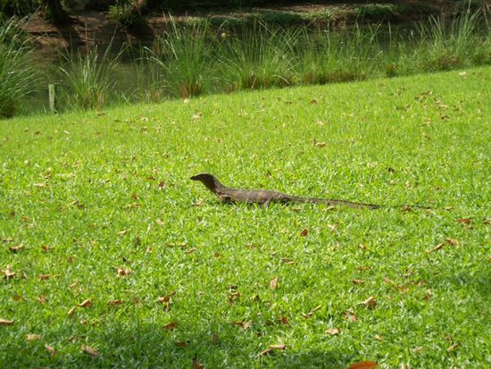 wildes Tier im "Central Park" von Bangkok
