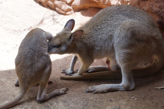 Wildlife Park