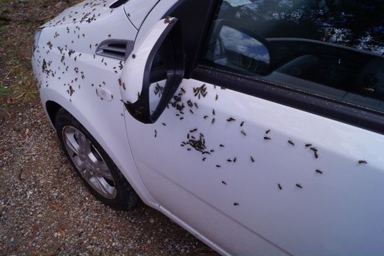 jede Menge kleine Kaefer die vorrangig auf weisse Autos abfahren ... hab ich schon erwaehnt dass meiner auch weiss ist ?