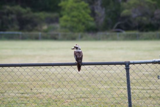 das ist der lachende Vogel ... Name vergessen