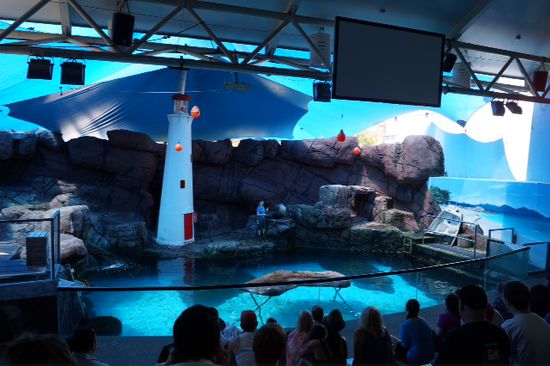 Seelöwenshow im Sealife