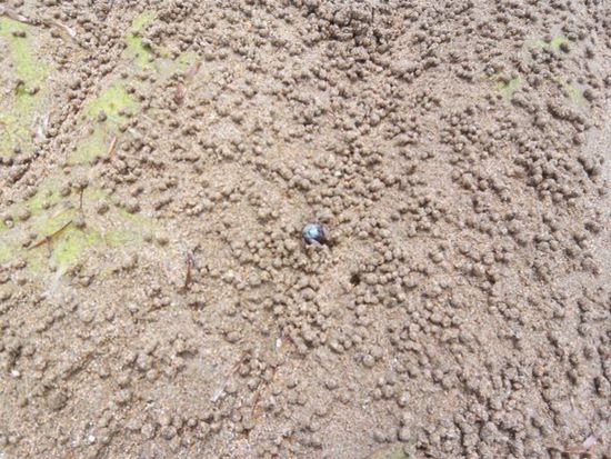 Kleine krebse am Strand bei Ebbe die vor mir flüchten