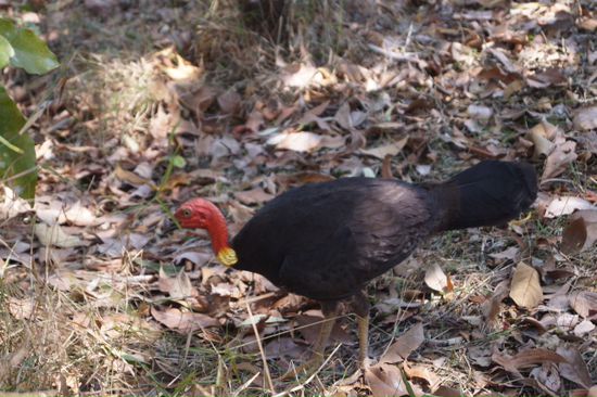 Ein echter deutscher Vogel ...