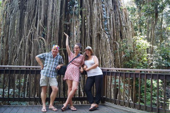 Curtain FiG tree.