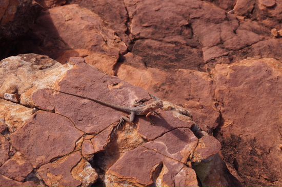 Drache am Kings Canyon. Wir haben um die Wette geäugelt wer zuerst wegschaut .....
.... Ich hab verloren