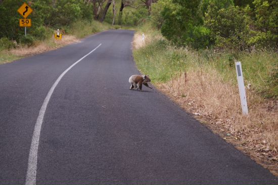 Mein Koala. Ich hab ihn zuerst gesehen. Bähh
Und der war auch noch so anständig und hat sich auf der Straße gezeigt damit ich nicht vom fahren abgelenkt werde.