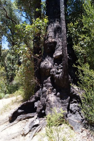 Abgebrannter Baum und rundum wieder alles schön Grün.
Und der Baum hat sich auch wieder gut erholt.
Hab mich richtig für ihn gefreut.