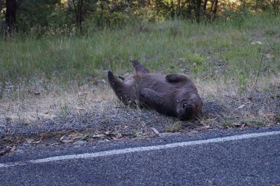 Schlafender Wombat in den Bergen