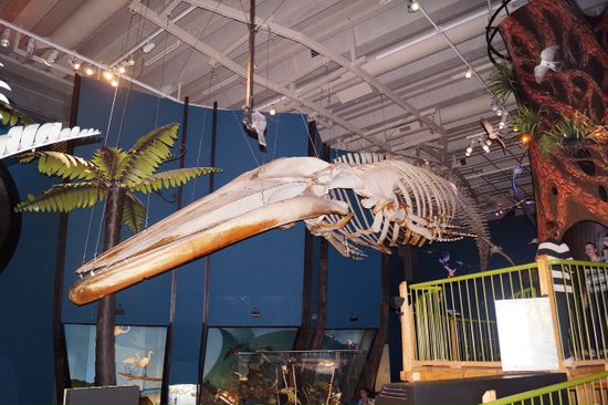 Blauwalskellett im Te Papa