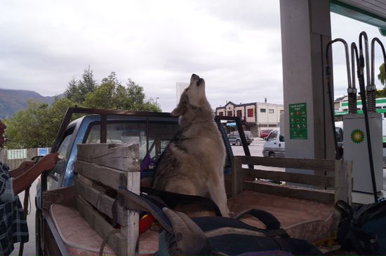 Wölfe unter sich .... An der tankstelle in Wanaka