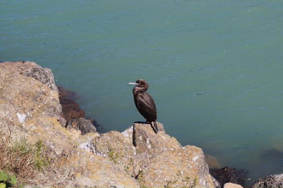 Kormoran