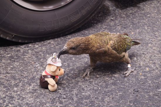 Kea am Parkplatz am Chasm Walk ... Recht schlaue Vögel .... Und extrem neugierig
