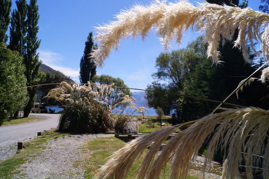 Wie heissen die langen Strauchdinger? ... Bitte um info im Gästebuch
Hier beginnt in Kingston der Lake Wakatipu