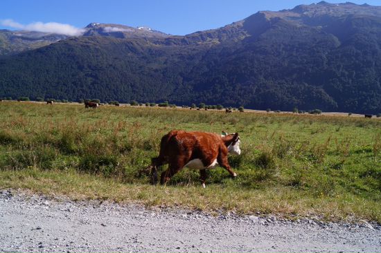 Flüchtende Kuh ... Schaut irgendwie unecht aus .... Am Foto