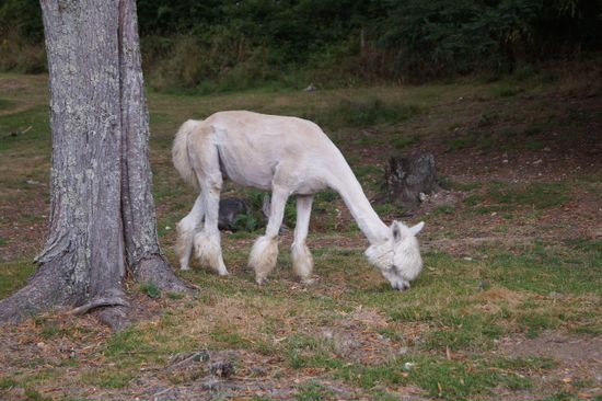 Is das ein Schaf? Oder ein Pudel?