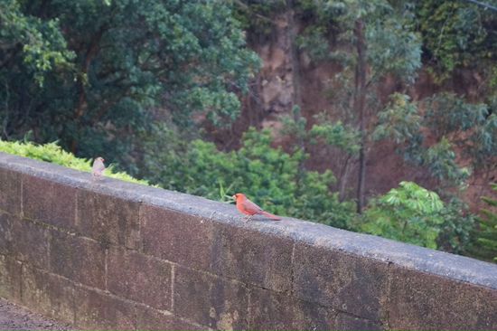 Roter Vogel