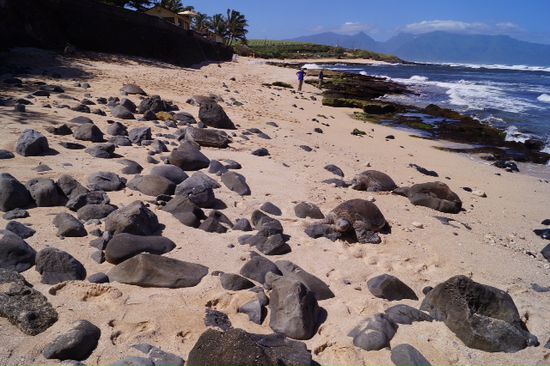 Dann hat mir am Lookout ein Einheimischer gesagt ich soll zum Strand gehen weil da ein Paar Turtles pennen.