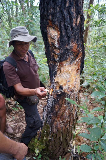 Tigertree . Beim Aufhacken der Rinde tritt der Saft aus, aus dem Tigerbalsam gemacht wird.
Und brennen tut das Zeug auch richtig gut.