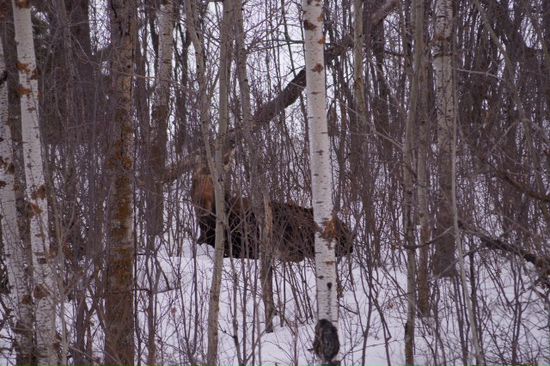 Und hier versteckt sich der Moose
