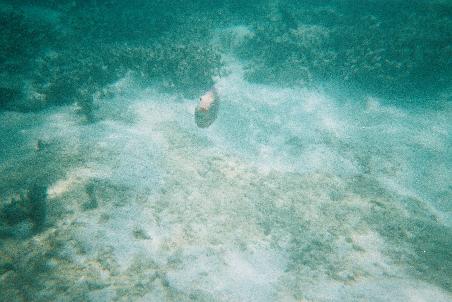 Kleiner Nachtrag: Das ist der Fisch, der tapfer sein Territorium verteidigt und gerade kaempferisch auf mich zu schwimmt. Suess, der Kleine, oder!?