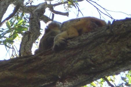 Ein vertraeumter Koala in Noosa