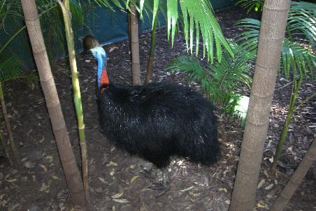 Ein Cassowary, wie wir ihn schon am Cape Tribulation in freier Natur gesehen haben!