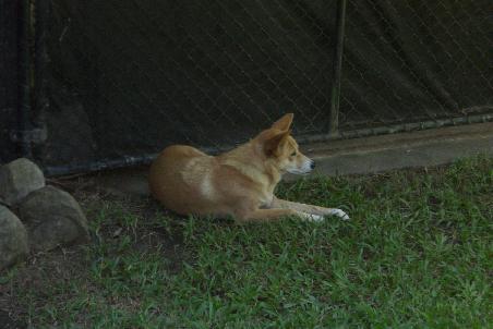 Ein Dingo, den wir auf Fraser Island nicht zu sehen bekamen...