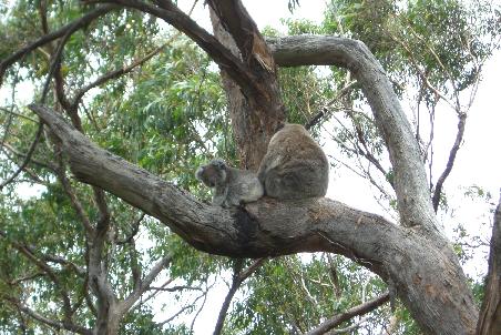 Ein kleiner Koala!!