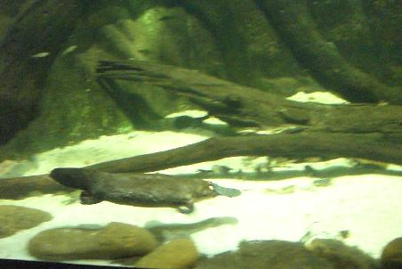 Ein Platypus, in der freien Natur nur schwer zu beobachten...