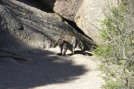 Ein Wallabie - fast zum Anfassen nahe!