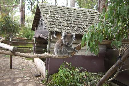 Ist er nicht süss?! Ein Koala!