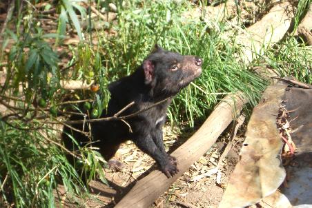 Und hier ist der berühmte Tasmanian Devil!