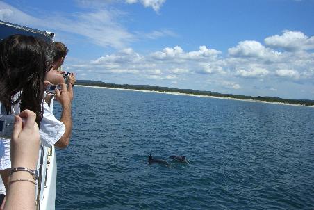 Delfine bei Port Stephens.