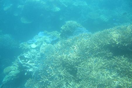 Korallen im Great Barrier Reef