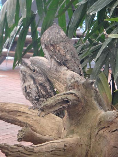 Die können sich ziemlich gut verstecken...