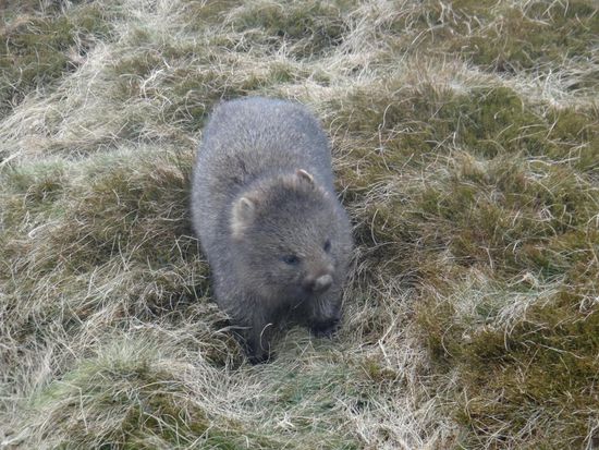 Wombat