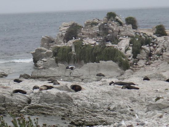 Jede Menge faule Robben 