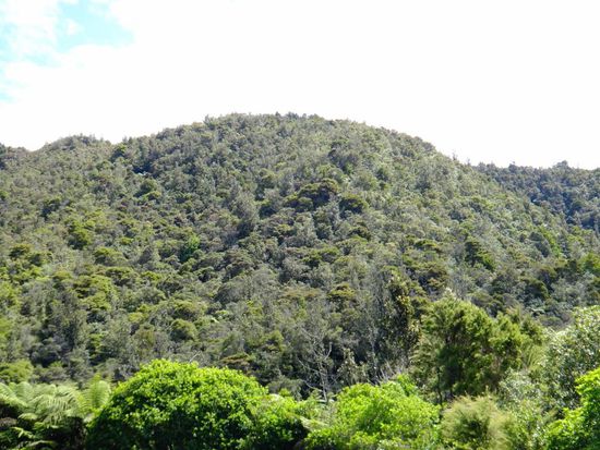So sieht ein Großteil der Coromandel Halbinsel aus
