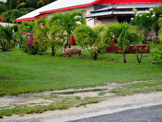Die Tiere laufen alle frei herum...