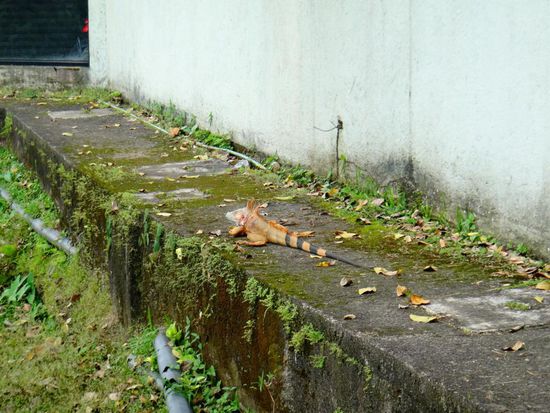 Ein Iguana