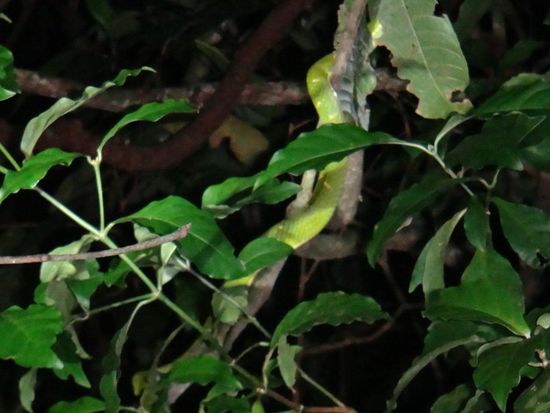 Das hellgrüne ist eine hochgiftige Schlange