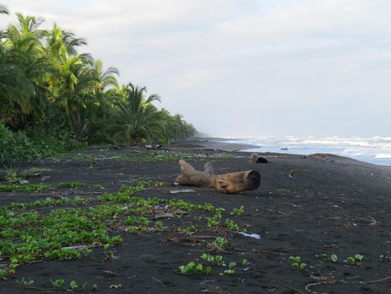 Der Strand bei Tortuguero