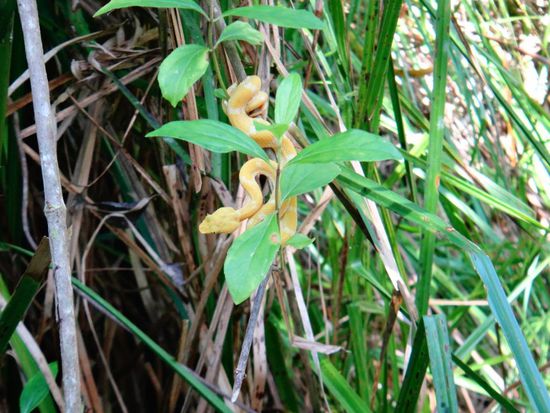 Diese Schlange ist hochgiftig; ein Biss kann einen innerhalb von Minuten töten.