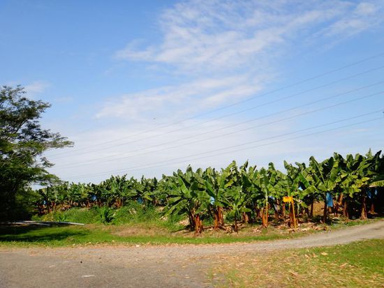 Bananenplantage