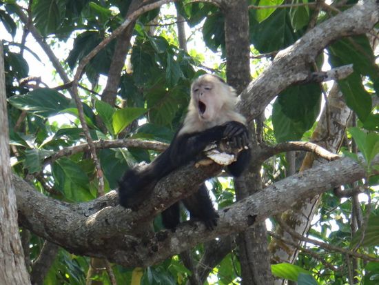 Auch Affen sind mal müde 