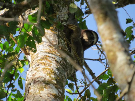 Ein weiteres Faultier