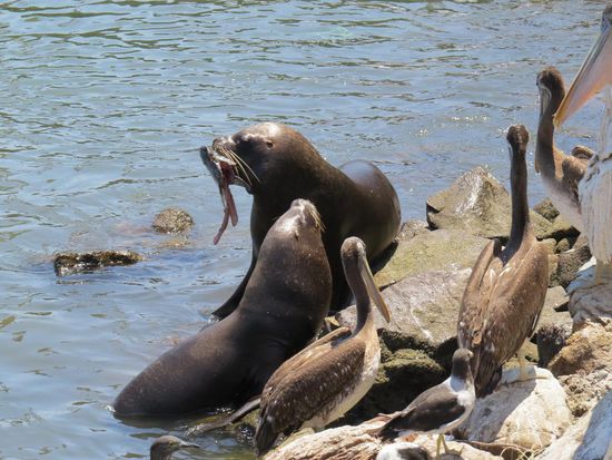 Einer der Gründe, wieso mir Arica gut gefallen hat: Im Hafen wimmelt es von Seelöwen und Pelikanen.