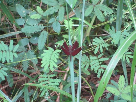 Im Cat Tien Nationalpark